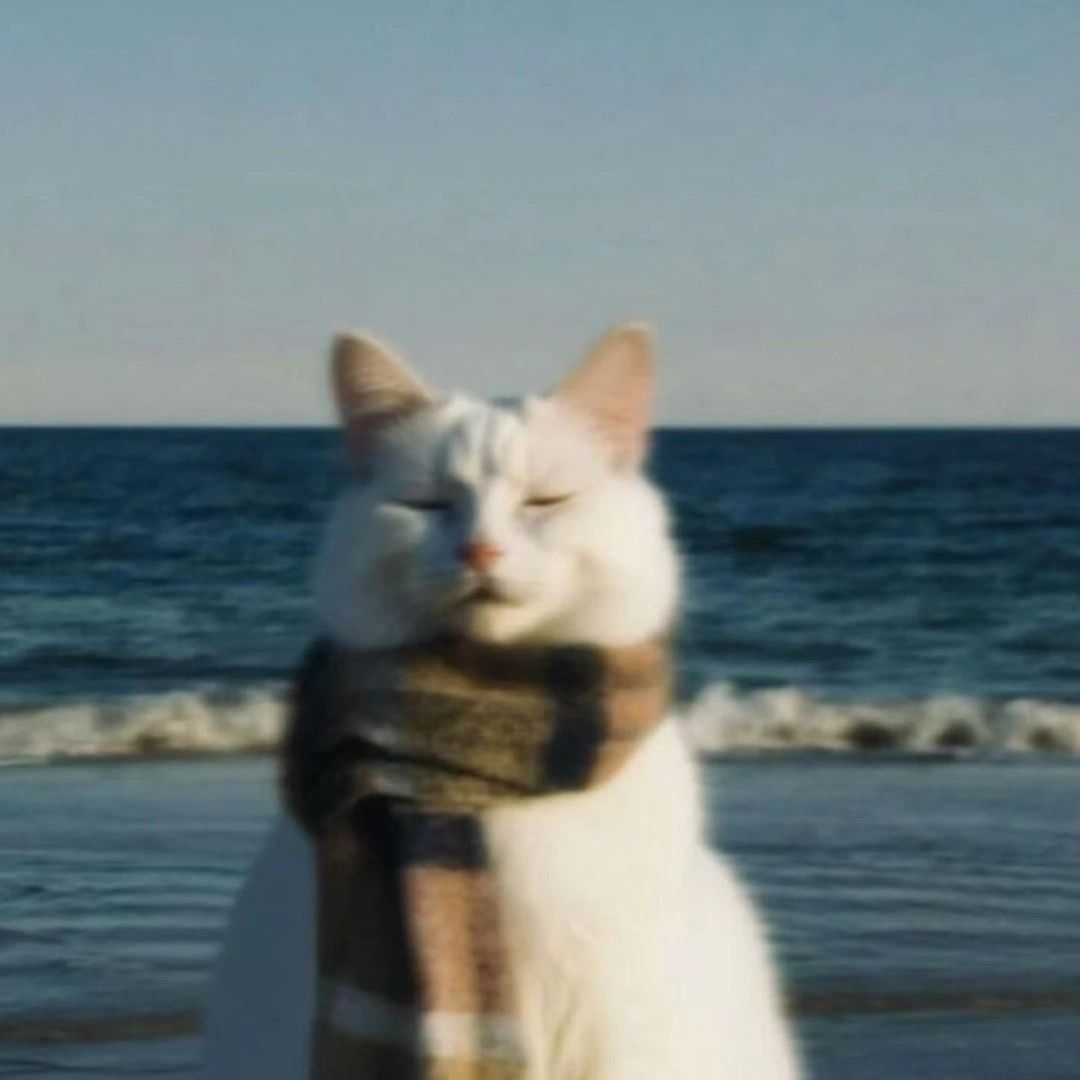 Burning cat
